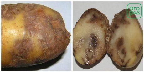 Четыре секрета, как лучше сохранить картофель и отобрать лучшие клубни на семена